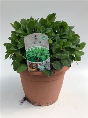 Salvia Officinalis.