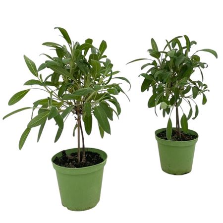 Шалфей лекарственный на стебле