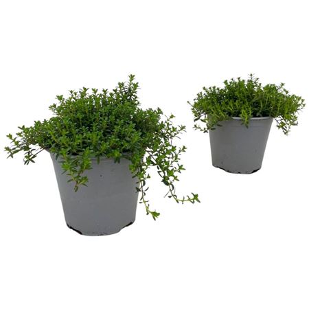 Satureja Montana Bush