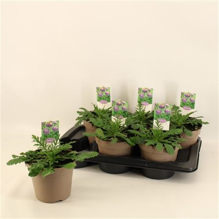 Scabiosa Columbaria Mariposa Blue