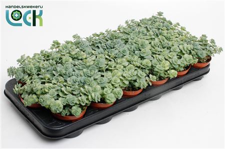 Sedum Siebolii