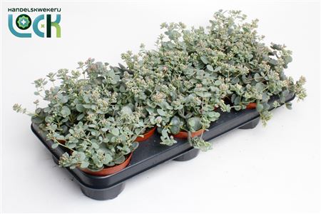 Sedum Sieboldii