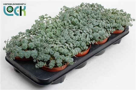 Sedum Siebolii