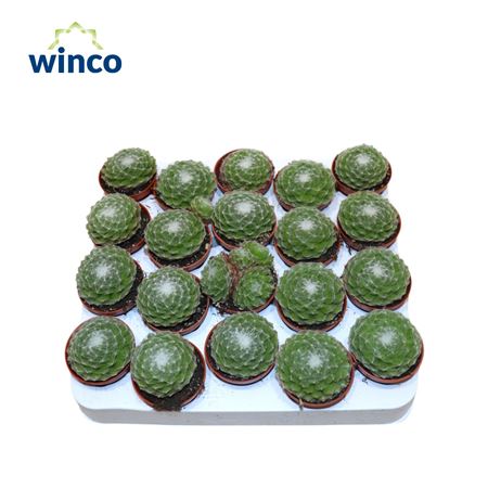 Sempervivum Arachnoidum