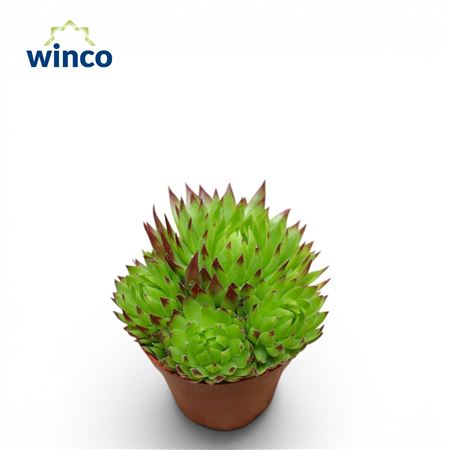 Sempervivum Calcareum 'greenii'