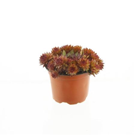 Sempervivum Othello Special