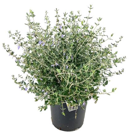 Teucrium Fruticans