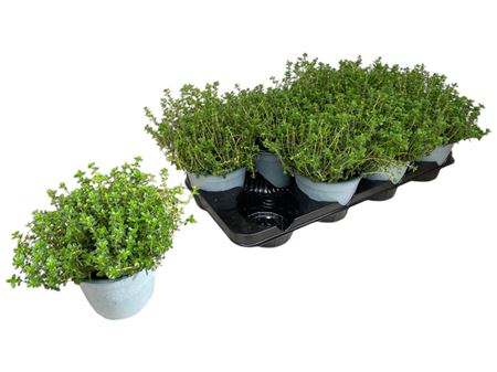 Thymus Citriodorus.