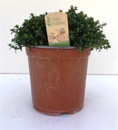 Thymus Citriodorus.