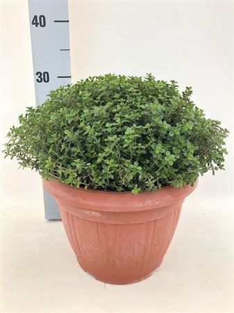 Thymus Citriodorus.