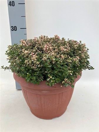 Тимус Фоксли