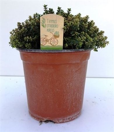 Thymus Citriodorus Aureus.