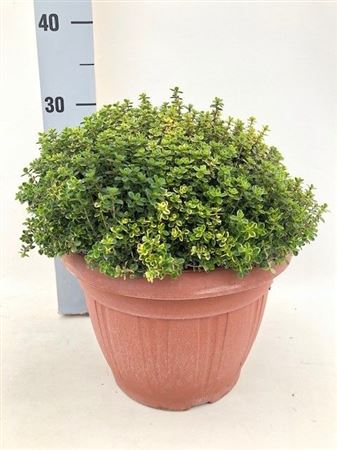 Thymus Aureus