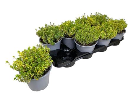Thymus Citriodorus Aureus Bush