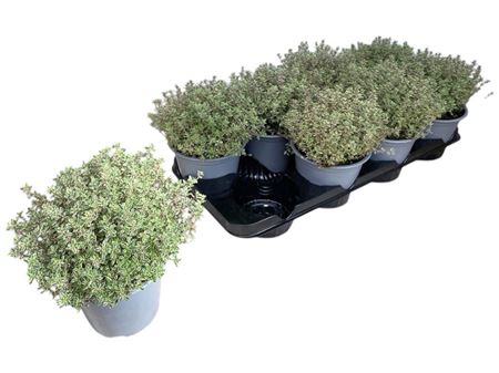 Thymus Citriodorus Silver Queen