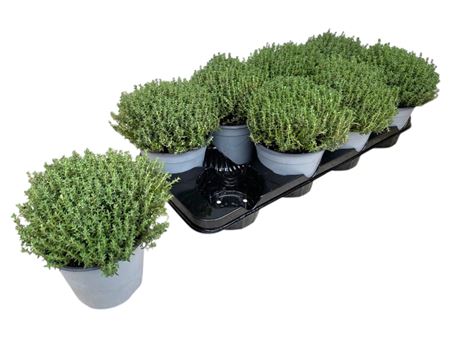 Thymus Vulgaris Faustini