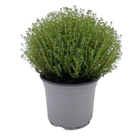 Thymus Vulgaris Faustini