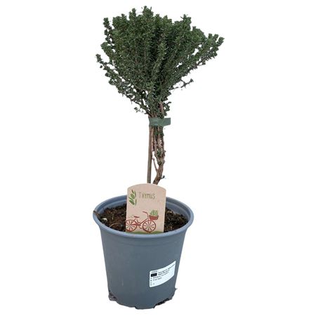 Thymus Vulgaris On Stem