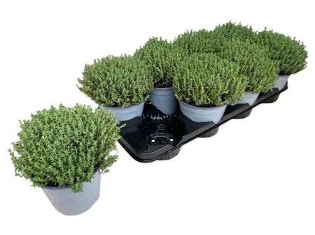 Thymus Vulgaris Faustini Bush