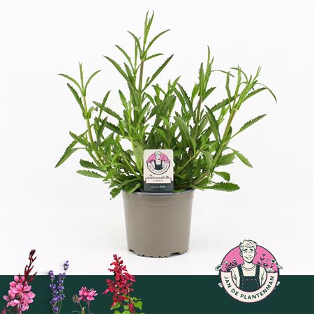 Verbena Bonariensis Bonne Blue