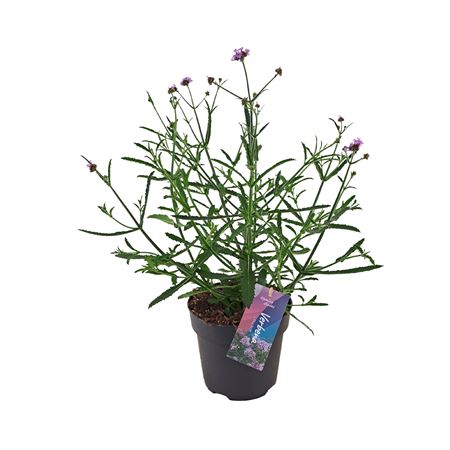 Verbena Bonariensis 'lollipop' P17 (nl)