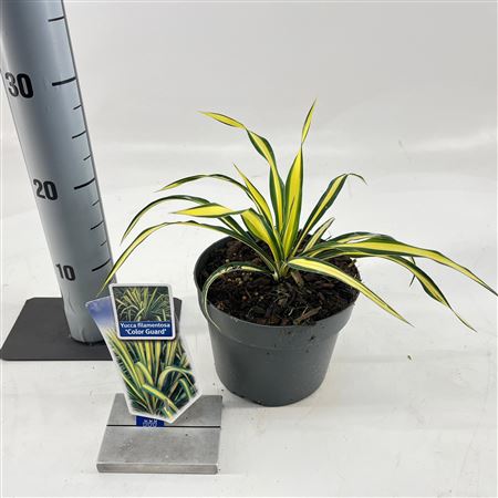 Yucca Filamentosa Color Guard