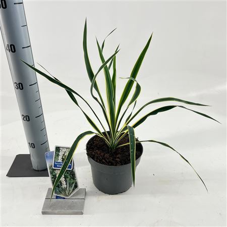 Yucca Filamentosa Bright Edge