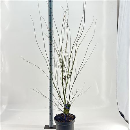 Acer Palm Aoyagi
