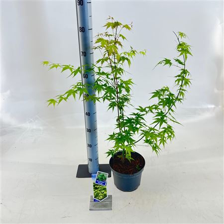 Acer Palm Aoyagi