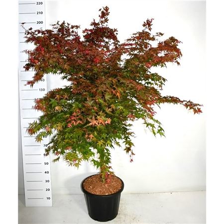 Acer Palm Beni-maiko On Stem