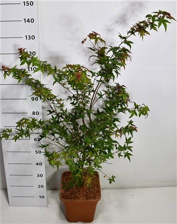 Acer Palm Beni-maiko