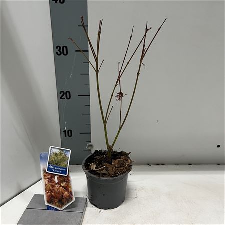 Acer Palm Katsura