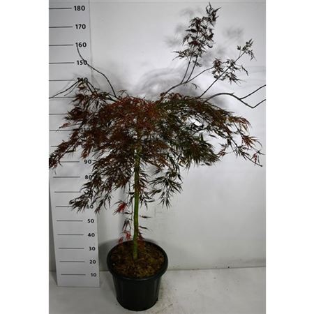 Acer Palm Tamukeyama On Stem