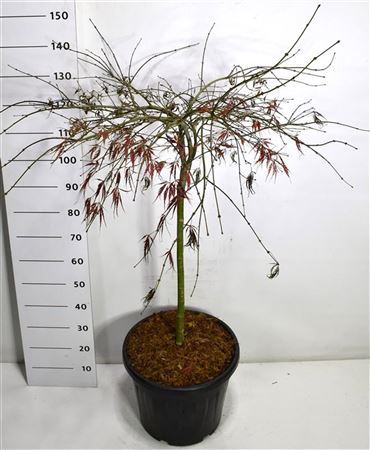 Acer Palm Tamukeyama