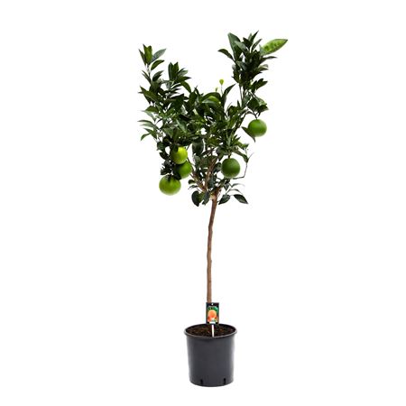 Citrus Orange On Stem