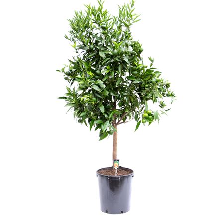 Citrus Orange On Stem