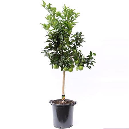 Citrus Orange On Stem