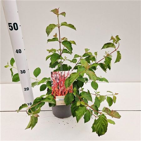 Cornus Sanguinea Midwinter Fire