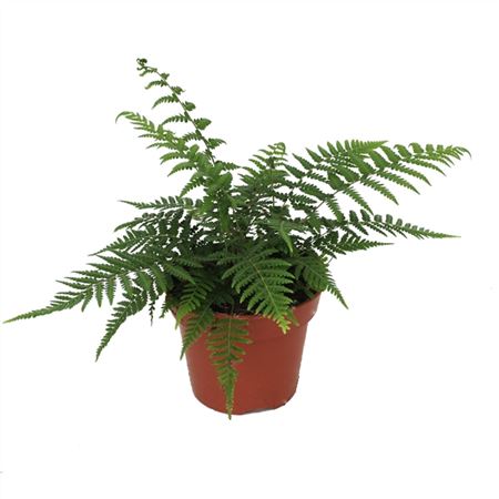 Dicksonia Antarctica