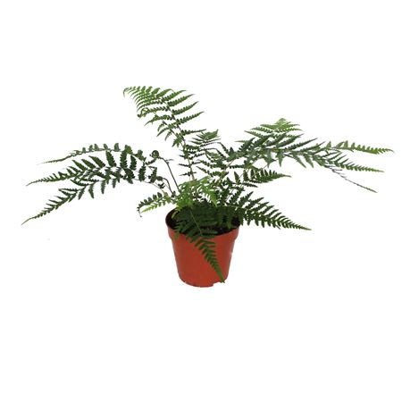 Dicksonia Antarctica