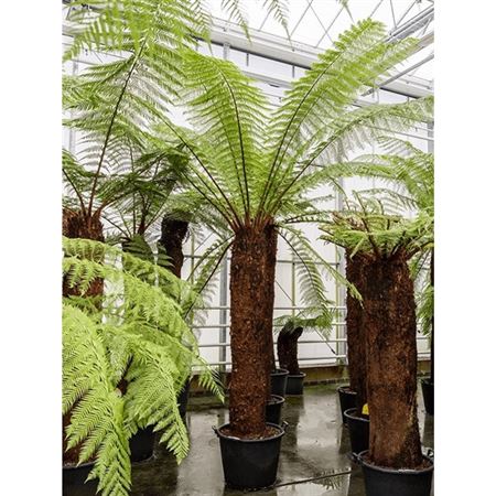 Dicksonia Antarctica