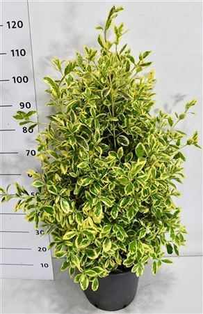 Euonymus Jap Bravo