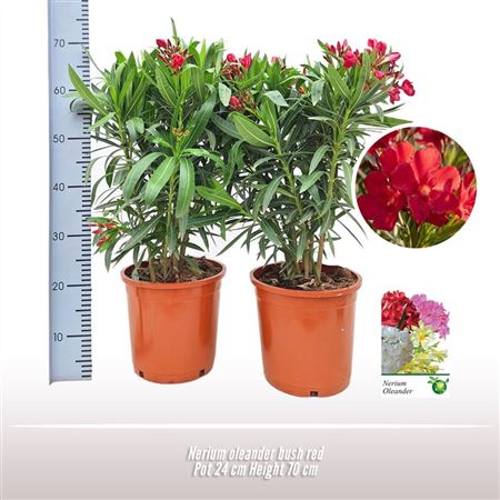 Nerium Oleander Busch