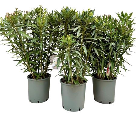 Nerium Oleander Bush