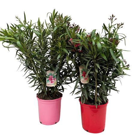 Nerium Oleander Bush
