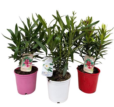 Nerium Oleander Bush