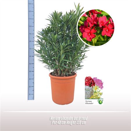 Nerium Oleander Whtie Bush Ton Sur Ton