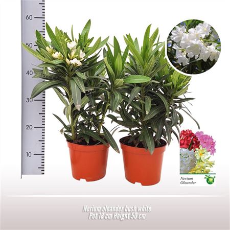 Nerium Oleander White On Stem