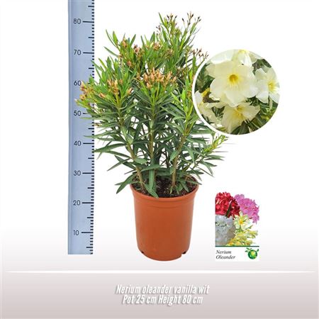 Nerium Oleander Whtie Bush Ton Sur Ton