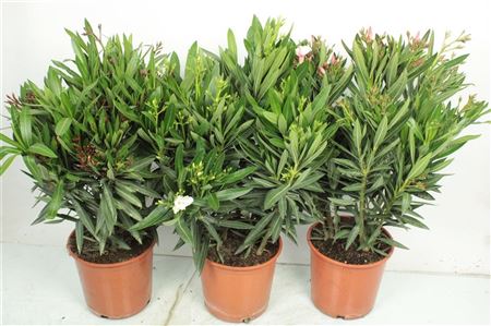 Nerium Oleander Bush